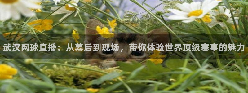 178足球在线直播观看直播：武汉网球直播：从幕后到现场，带你体验世界顶级赛事的魅力